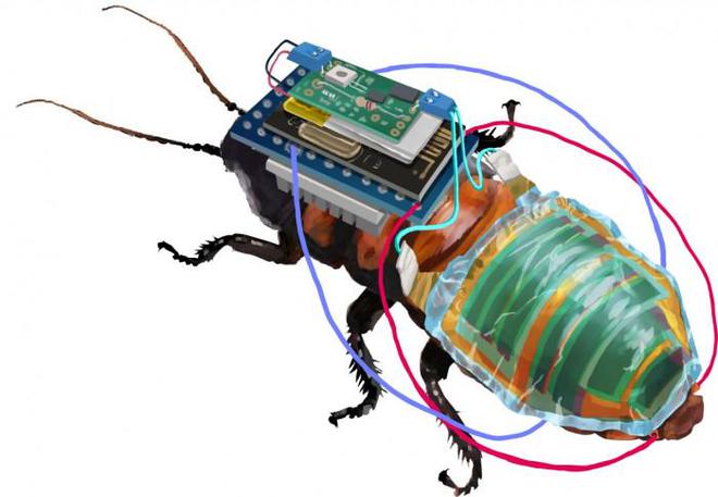 IM电竞 电子竞技平台日本科学家创造出遥控半机械蟑螂
