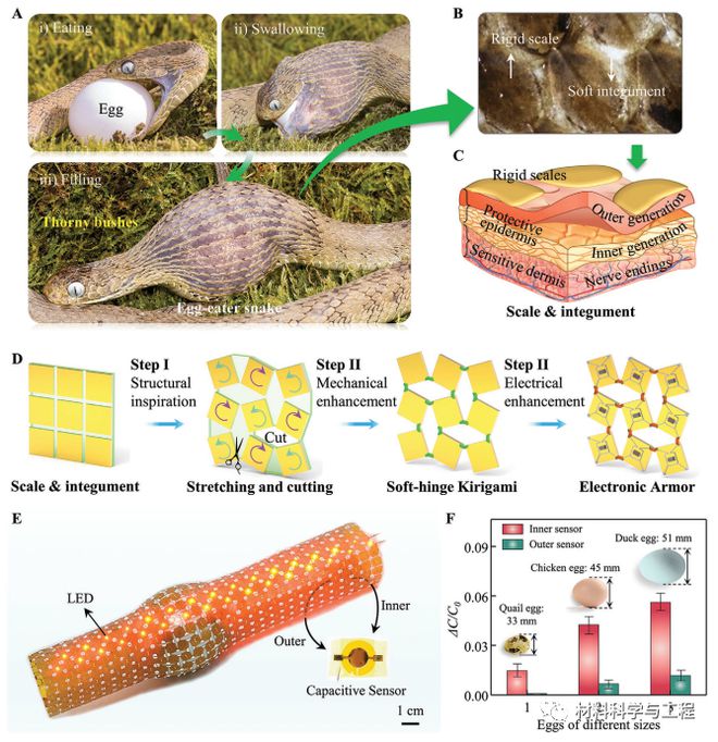 华科《Adv Mater》：受蛇皮启发的材料用于自适应共形电子装甲IM电竞 电子竞技平台！(图2)
